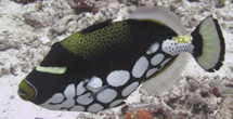Clown trigger fish