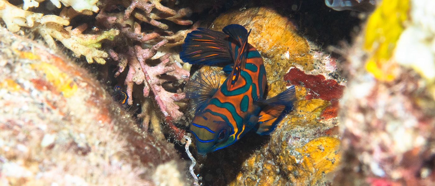 Tea stop and tracking